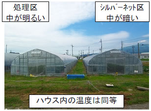 レディーヒート
